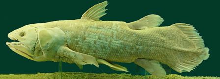 Preserved specimen of a coelacanth